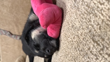 Собаки в добрые руки - Карамелька - 2