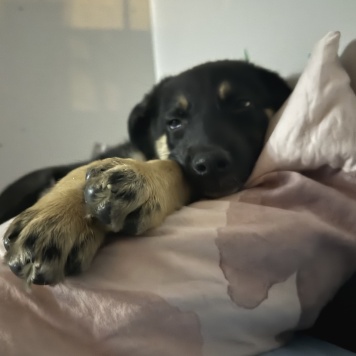 Собаки в добрые руки - Карамелька - 4