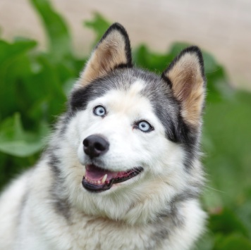 Собаки в добрые руки - Эмма