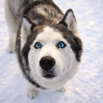 Собаки в добрые руки - Эмма