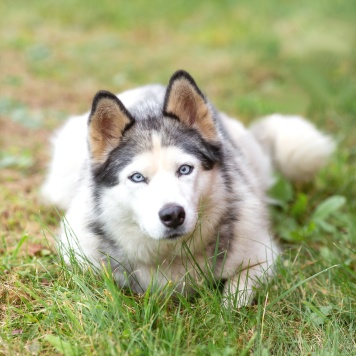 Собаки в добрые руки - Эмма - 1