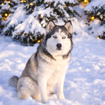 Собаки в добрые руки - Эмма - 1