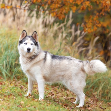 Собаки в добрые руки - Эмма - 2