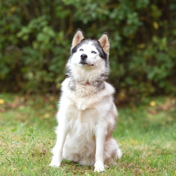 Собаки в добрые руки - Эмма - 3