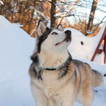 Собаки в добрые руки - Эмма - 3