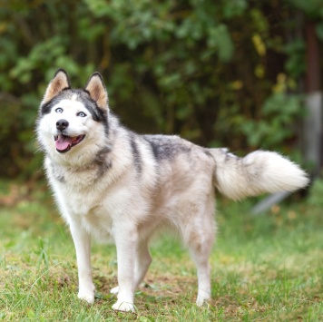 Собаки в добрые руки - Эмма - 4