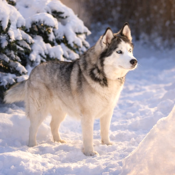 Собаки в добрые руки - Эмма - 4