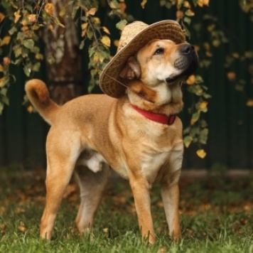 Собаки в добрые руки - Маффин