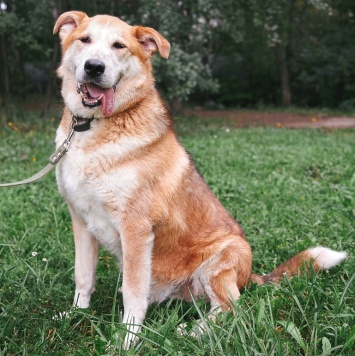 Собаки в добрые руки - Байкал