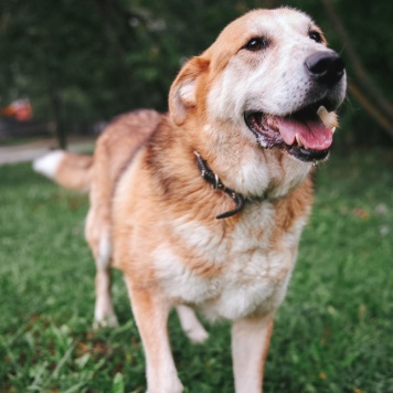 Собаки в добрые руки - Байкал - 1