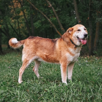 Собаки в добрые руки - Байкал - 2