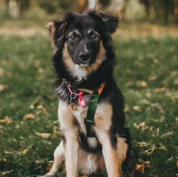 Собаки в добрые руки - Бакс