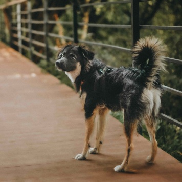 Собаки в добрые руки - Бакс - 1