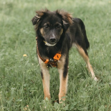 Собаки в добрые руки - Бакс - 2
