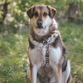 Собаки в добрые руки - Сказка