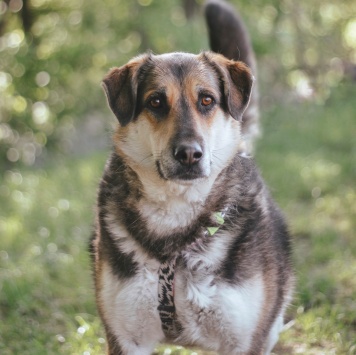 Собаки в добрые руки - Сказка - 1