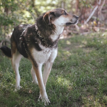 Собаки в добрые руки - Сказка - 2