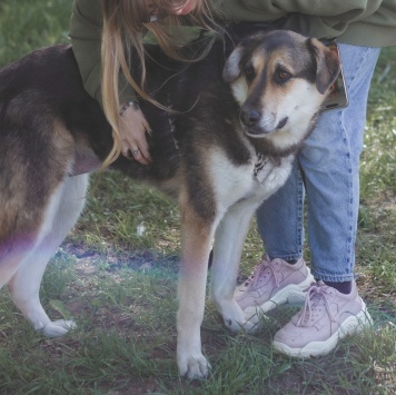 Собаки в добрые руки - Сказка - 3