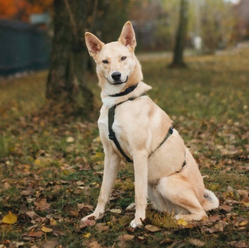 Собаки в добрые руки - Лунтик - 1