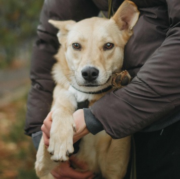 Собаки в добрые руки - Лунтик - 4