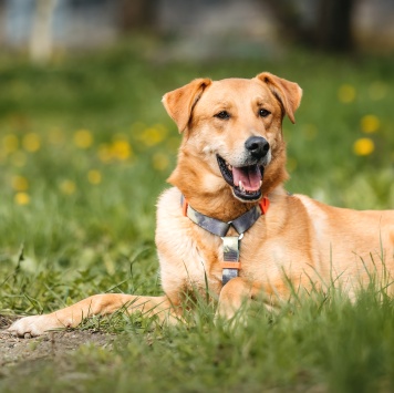 Собаки в добрые руки - Банни