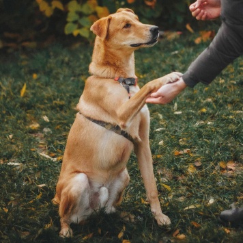 Собаки в добрые руки - Банни - 1