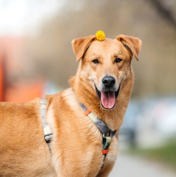 Собаки в добрые руки - Банни - 2