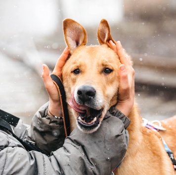 Собаки в добрые руки - Банни - 3
