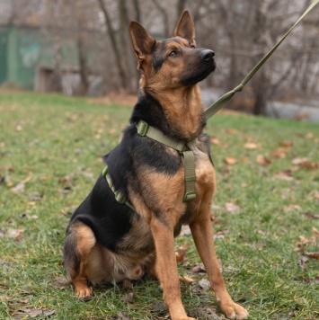 Собаки в добрые руки - Арчи