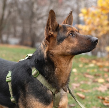 Собаки в добрые руки - Арчи - 3