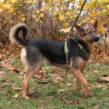 Собаки в добрые руки - Арчи - 4