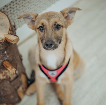 Собаки в добрые руки - Лема