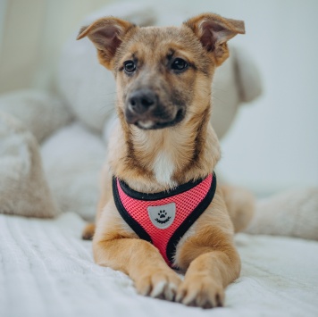 Собаки в добрые руки - Лема - 1