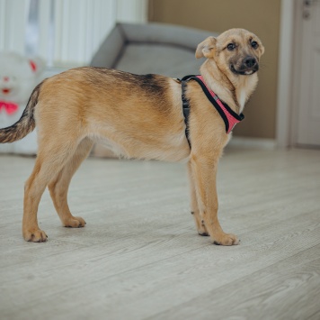 Собаки в добрые руки - Лема - 2