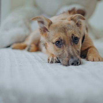 Собаки в добрые руки - Лема - 3