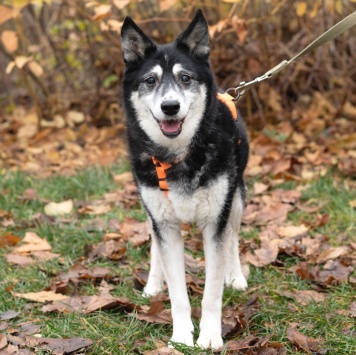 Адель - Собаки в добрые руки
