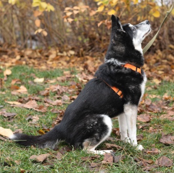 Собаки в добрые руки - Адель - 1