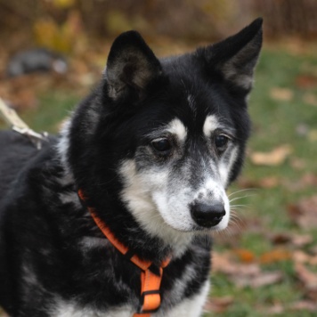 Собаки в добрые руки - Адель - 2