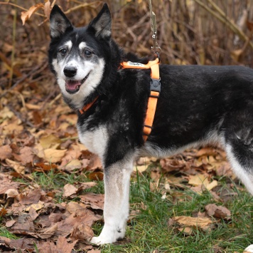 Собаки в добрые руки - Адель - 3