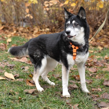 Собаки в добрые руки - Адель - 4