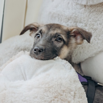 Собаки в добрые руки - Гуля