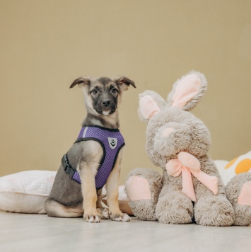 Собаки в добрые руки - Гуля - 1