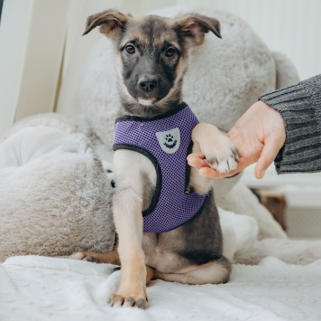 Собаки в добрые руки - Гуля - 2