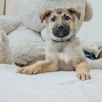 Ариэль - Собаки в добрые руки