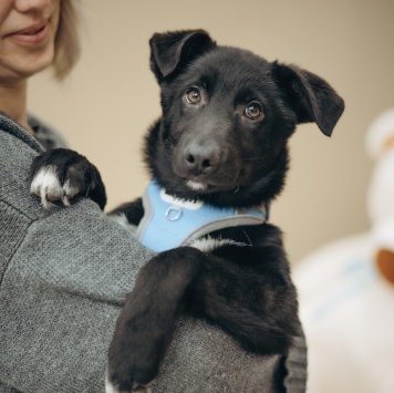 Собаки в добрые руки - Метеор - 1