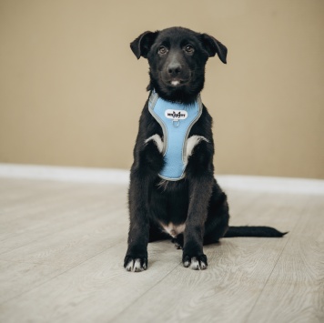 Собаки в добрые руки - Метеор - 2