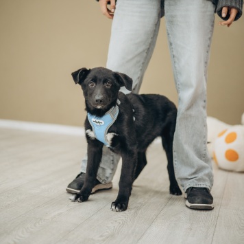 Собаки в добрые руки - Метеор - 3