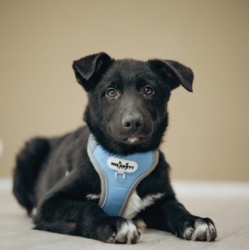 Собаки в добрые руки - Метеор - 4