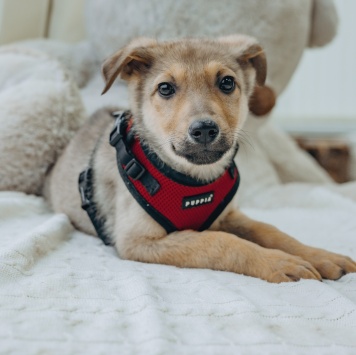 Арахис - Собаки в добрые руки