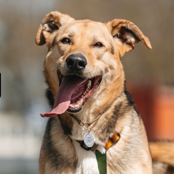 Собаки в добрые руки - Барни